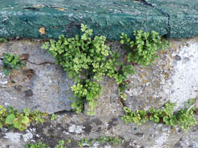 Asplenium ruta-muraria